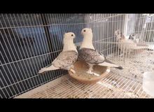 breeding pair breeding pair