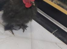 ديج سلكي اقره الوصف ديج سلكي اقره الوصف