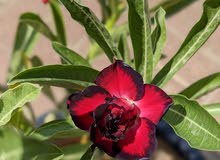 Adenium plant Adenium plant