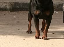 rottweiler rottweiler