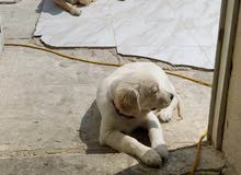 Female Golden Retriever, 3 months old. Female Golden Retriever, 3 months old.