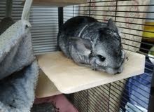 chinchilla chinchilla