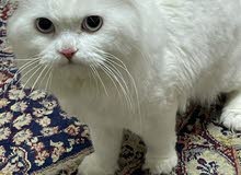 ذكر شيرازي ذكر شيرازي