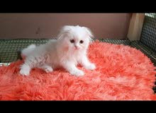 قطه سكوتش انثى لونق هير مستوى عالي عمر 2 شهر scotch has long hair ahigh standard قطه سكوتش انثى لونق هير مستوى عالي عمر 2 شهر scotch has long hair ahigh standard