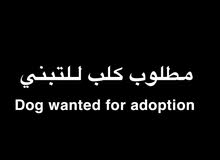 مطلوب كلب للتبني Dog wanted for adoption مطلوب كلب للتبني Dog wanted for adoption