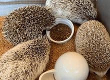 AFRICAN PYGMY HEDGE HOG WANTED AFRICAN PYGMY HEDGE HOG WANTED