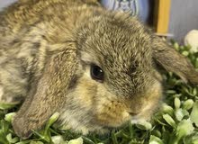 lop rabbits lop rabbits