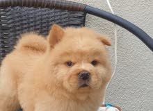 puppies chow chow جراو تشاو تشاو