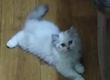 pure Persian male and female kittens ذكور وإناث ثلاث شهور pure Persian male and female kittens ذكور وإناث ثلاث شهور