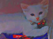 قطط للبيع شيرازي لون ابيض عيون زرق