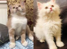 شيرازي باندا
male شيرازي باندا
male