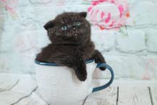 SF and BSh smoke male available in dubai by European breeder SF and BSh smoke male available in dubai by European breeder