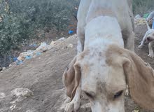 كلبة صيد مع اربع جراوه للبيع
