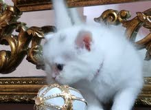 PERSAIN CUTE PLAYFUL SOFT KITTENS! Eat and Use Litter. PERSAIN CUTE PLAYFUL SOFT KITTENS! Eat and Use Litter.