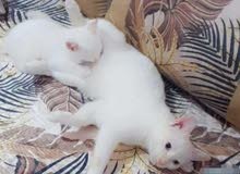 قطة بيضاء مع صغيرها بعيون زرقاء