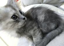 3 كيتن للبيع 3 kittens for sale 3 كيتن للبيع 3 kittens for sale