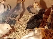 افراخ عرب افراخ عرب