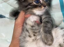 للبيع شيرازي للبيع شيرازي
