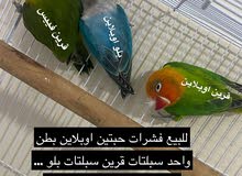 فشرات للبيع فشرات للبيع