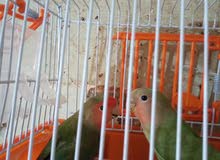 زوج روز جرين ريد فيس ذكر وانثي شبابات زوج روز جرين ريد فيس ذكر وانثي شبابات