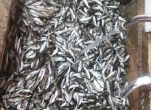 ghobos bezri / غبص بزري ghobos bezri / غبص بزري