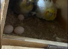 coctail pair for sale with 4 eggs coctail pair for sale with 4 eggs