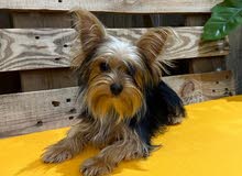 Yorkshire Terrier, Small size,