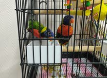 Lorikeets Breeding pair Lorikeets Breeding pair