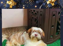 بنوته شيتزو shih tzu بيورررر