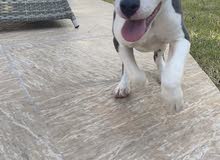 pit bull pit bull