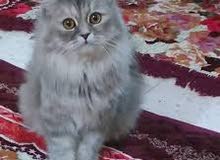 قطوة شيرازي قطوة شيرازي