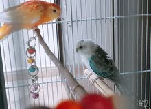 pair of Parakeet for sale pair of Parakeet for sale