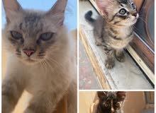 قطط لتبنب cats for adoption قطط لتبنب cats for adoption