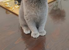 scottish fold kitten كتن سكوتش فولد scottish fold kitten كتن سكوتش فولد