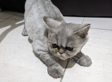 قط هيمالايا قط هيمالايا