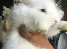 Selling 7 months old, male rabbits and their cage Selling 7 months old, male rabbits and their cage