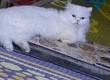 قطه هملايا للبيع قطه هملايا للبيع