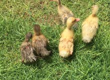كتاكيت وبط لتبديل chickens and ducks for trade كتاكيت وبط لتبديل chickens and ducks for trade