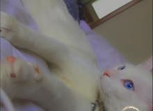 قط شيرازي (persian cat) قط شيرازي (persian cat)