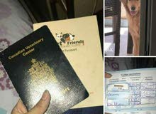 كلب جولدن كندي للبيع كلب جولدن كندي للبيع