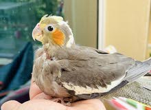 Cockatiel Cockatiel
