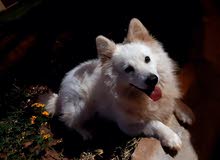 loulou for sale loulou for sale