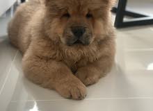chow chow chow chow