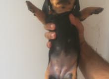 mini dog mini dog