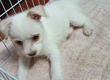 Adorable Mini Chihuahua Terrier Female Puppy For Sale Adorable Mini Chihuahua Terrier Female Puppy For Sale