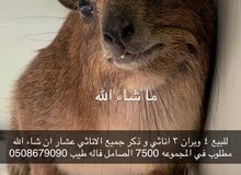 rock hyrax وبر جبلي rock hyrax وبر جبلي