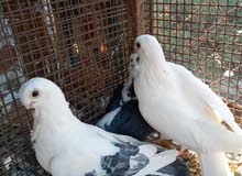 زوجين حمام بولندي زوجين حمام بولندي