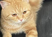 قط سكوتش ستريت للتزاوج قط سكوتش ستريت للتزاوج