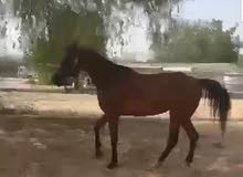 Arabian Horse for Sale Arabian Horse for Sale