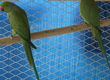 زوج دره منتج Ringneck pair زوج دره منتج Ringneck pair